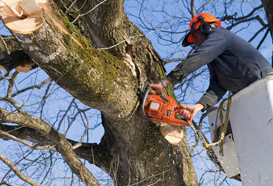 tree pruning in Pittsville