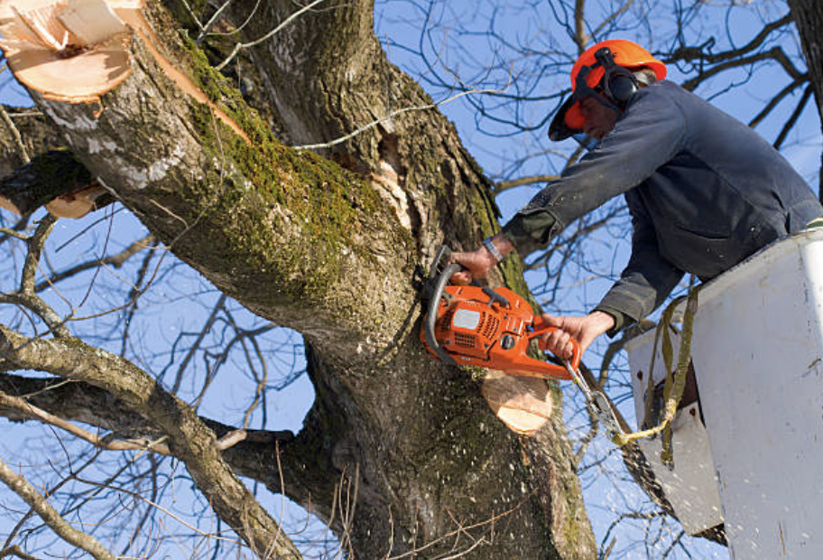 tree pruning in Garrett Park